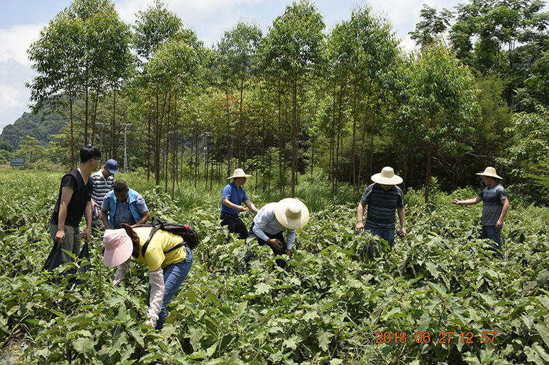 爱心助农组帮助贫困户采摘茄瓜，并在公司范围内依靠职工力量销售茄瓜。.JPG