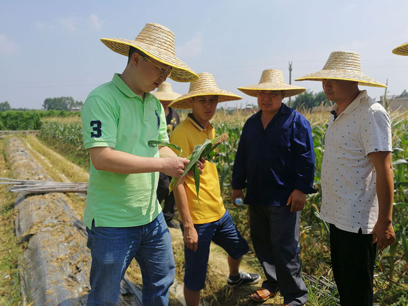 威宁邻家公司组织村委到横县校椅镇田地中考察水果玉米种植.jpg