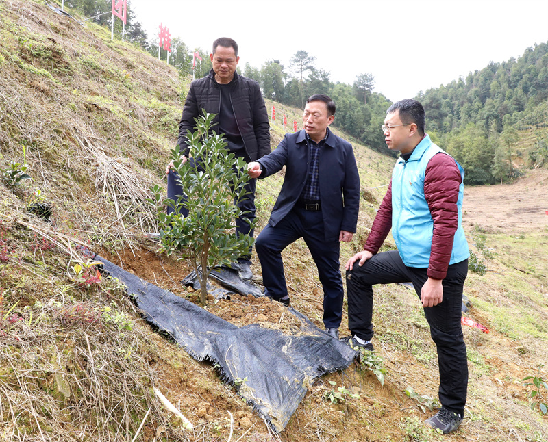 寨鹿村矮化八角种植示范基地调研（拍摄：柒红）.jpg